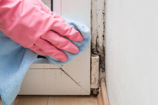 Mold Testing and Removal in Asbury, IA